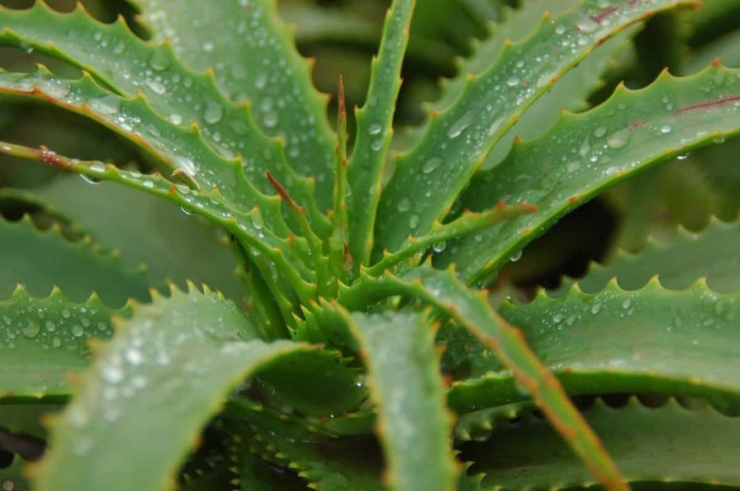 Common Aloe Vera Plant Problems How To Fix Them Solutions And Treatment