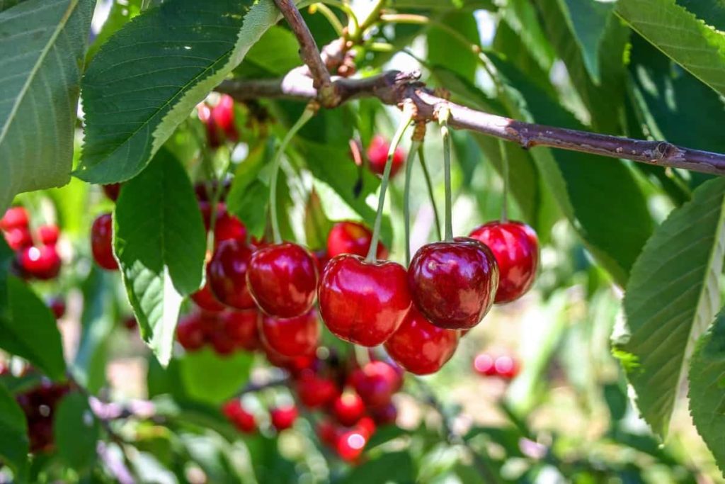 Cherry Plantation