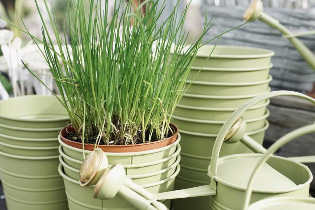Growing Chive in Container