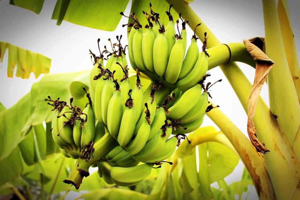 Common Banana Tree/Plant Problems