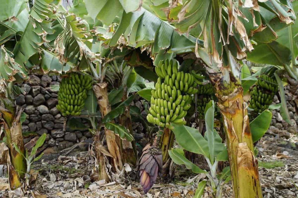 Banana Plantation
