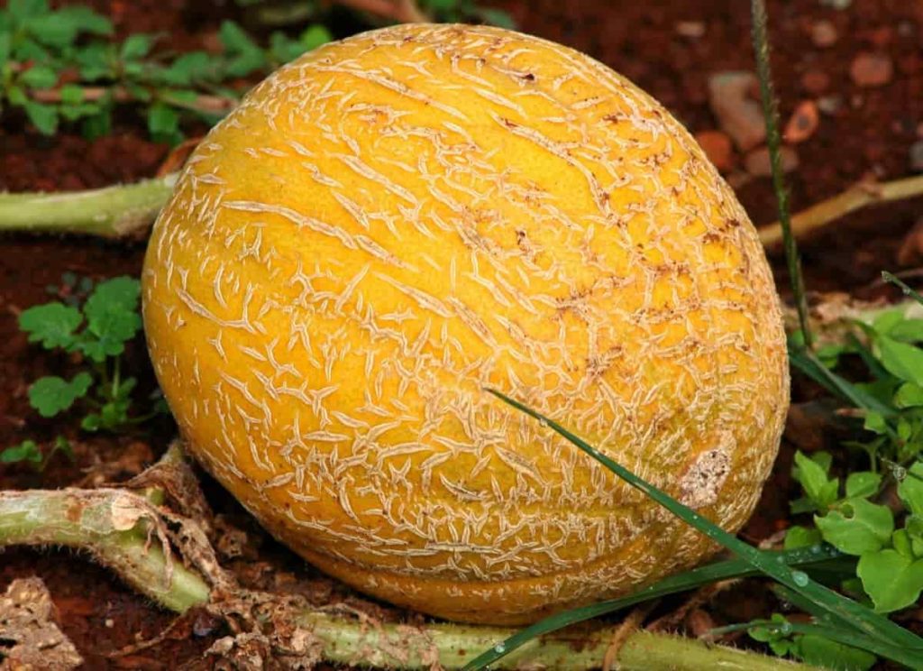 Common Cantaloupe/Muskmelon Plant Problems
