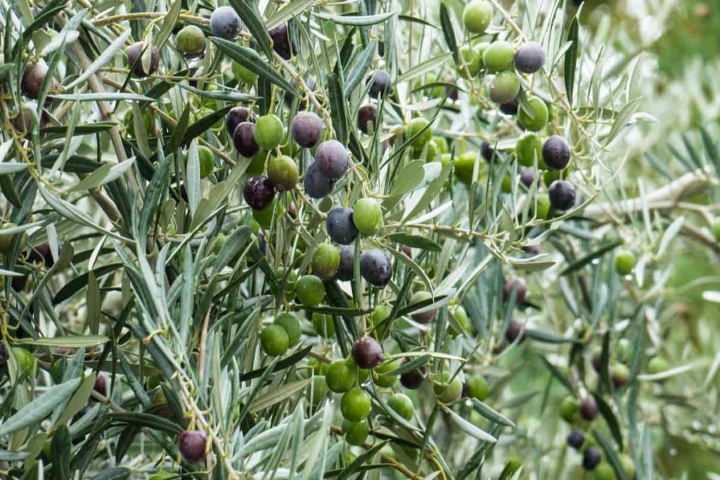 Olive Farming