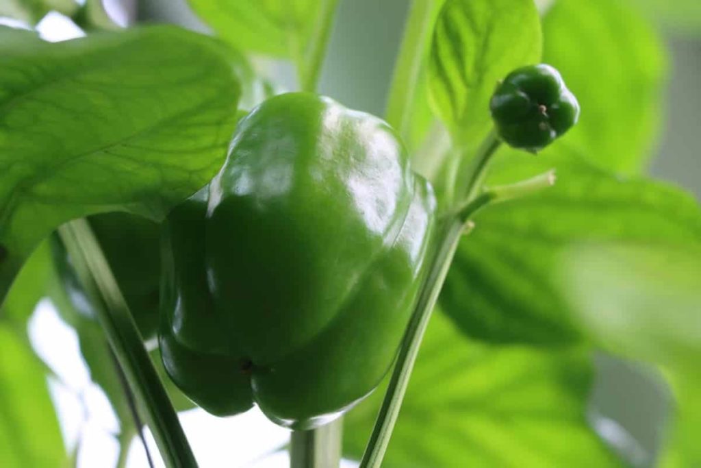 Best Season to Grow Bell Pepper/Capsicum at Home in India