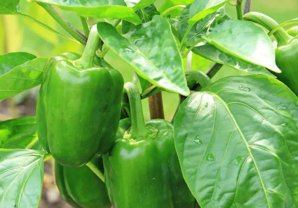 Bell Pepper/Capsicum Plant