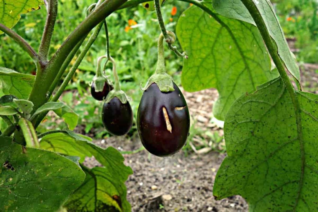 Eggplant Plant