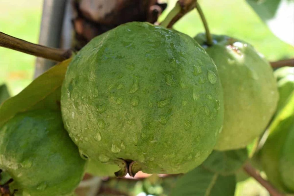 Guava / Peru