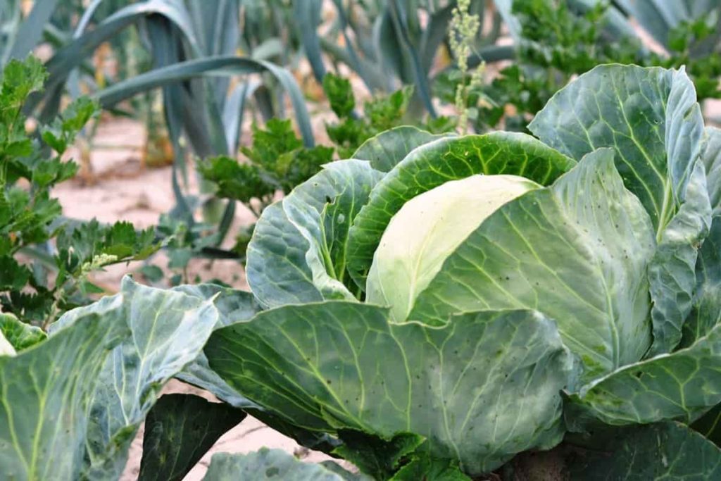 Cabbage Gardening