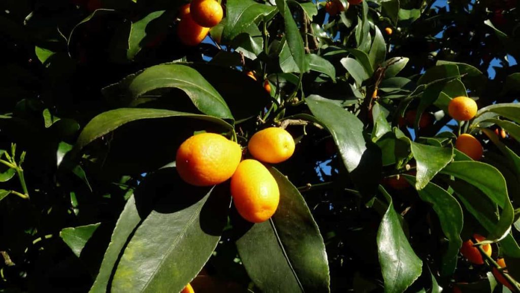 Common Kumquat Tree Problems