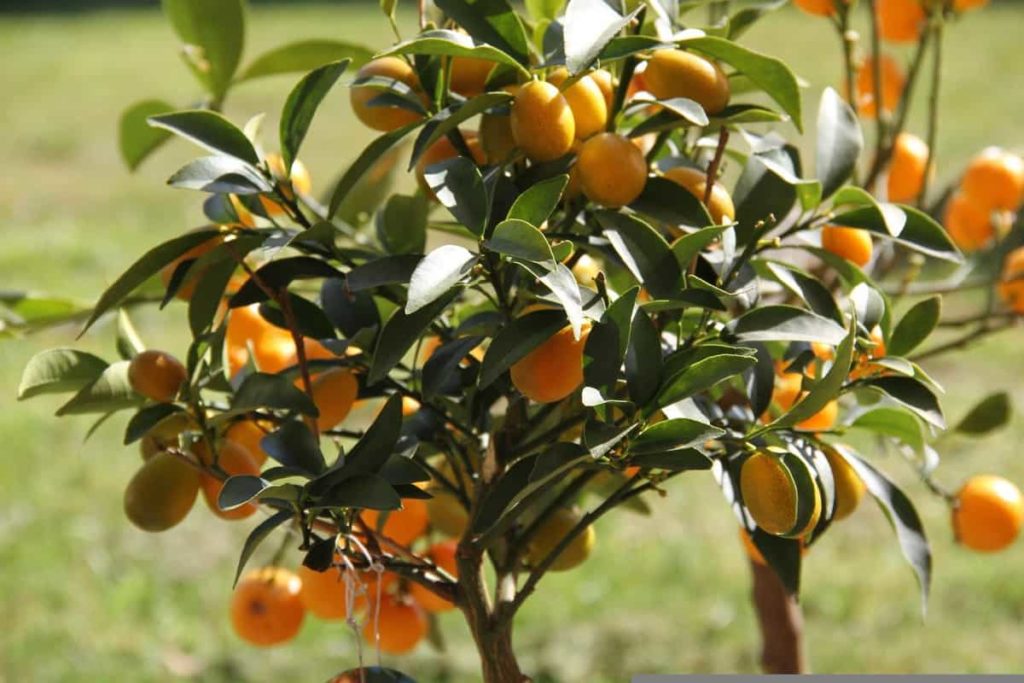Kumquat Garden