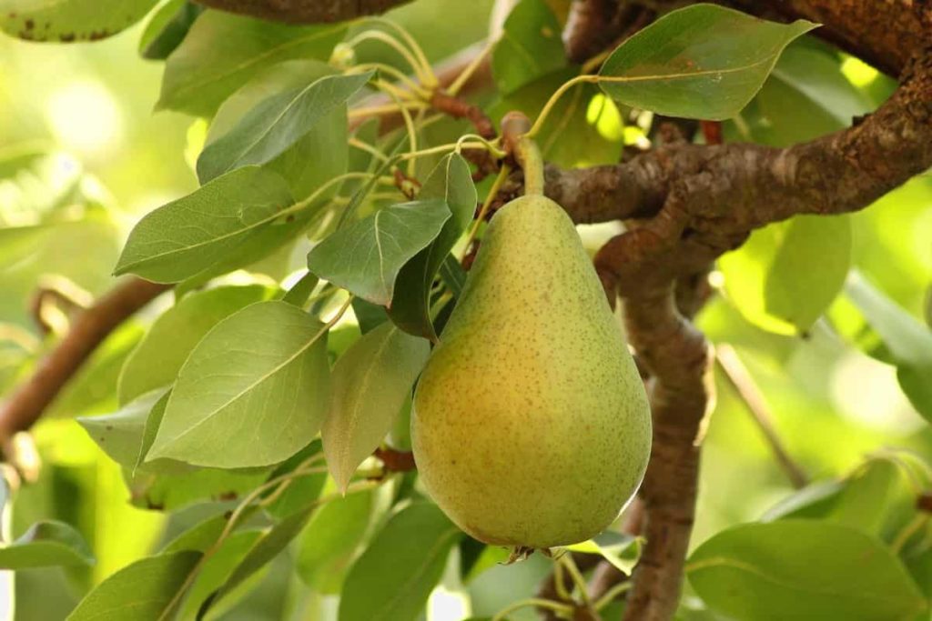 Common Pear Tree Problems