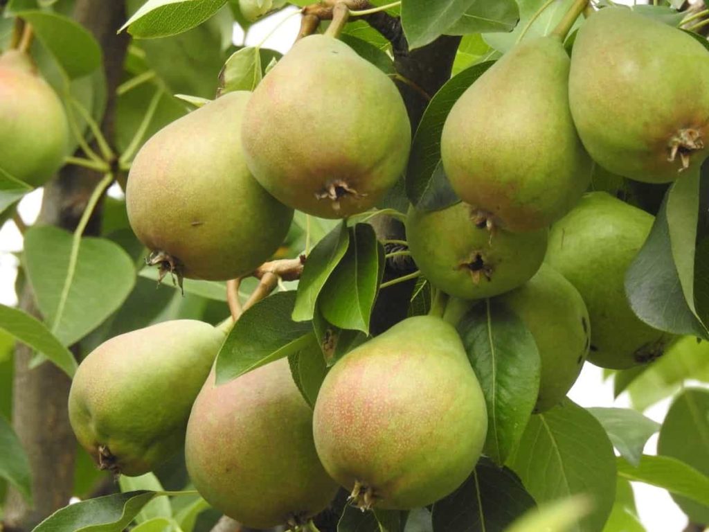 Pear Tree Fruit