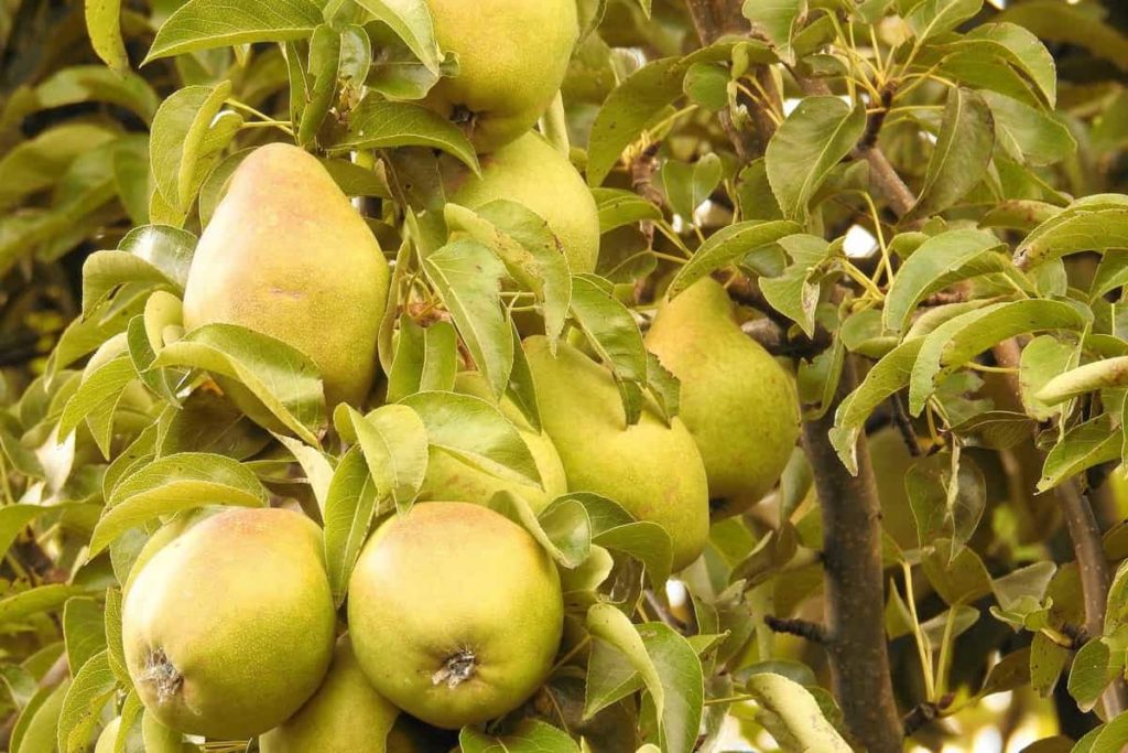 Pear Farming