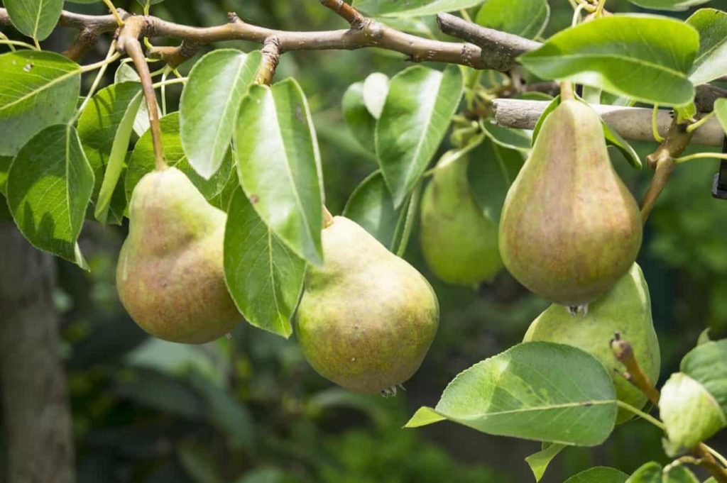 Pear Plantation