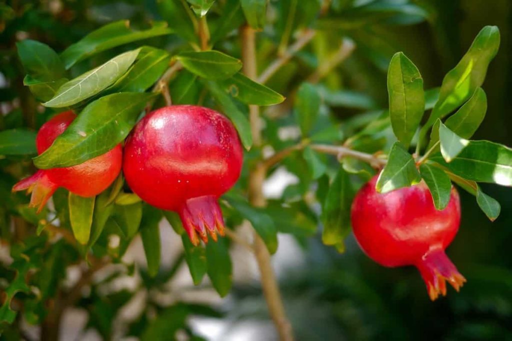 Common Pomegranate Tree/Plant Problems