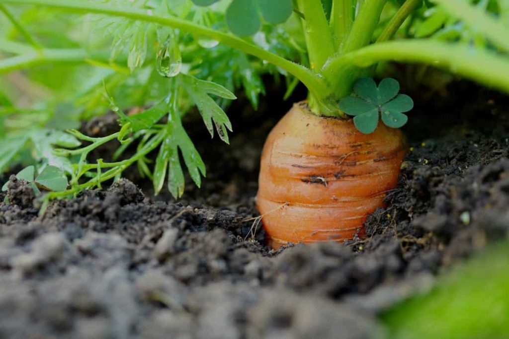 Carrot Gardening