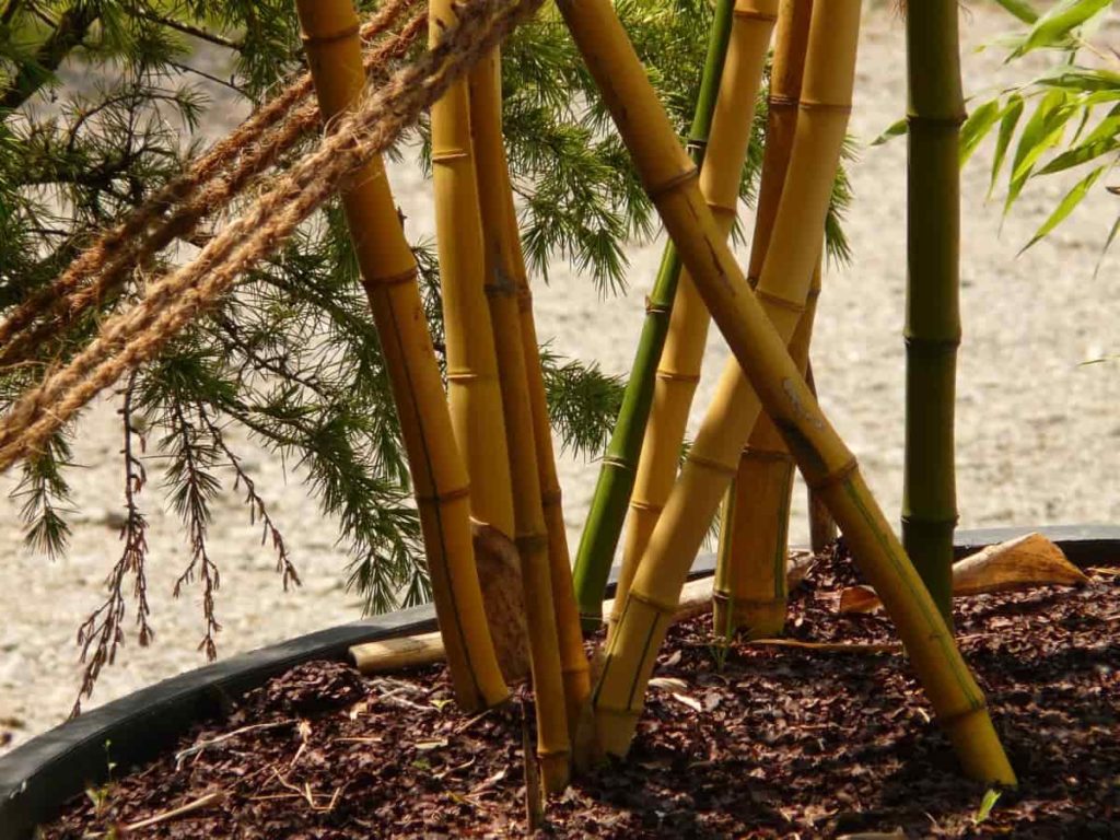 How to Prepare the Soil for Bamboo Plants