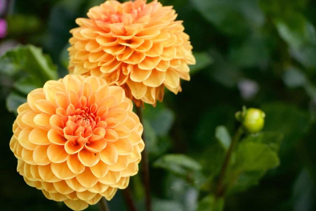How to Prepare the Soil for Dahlia Plants