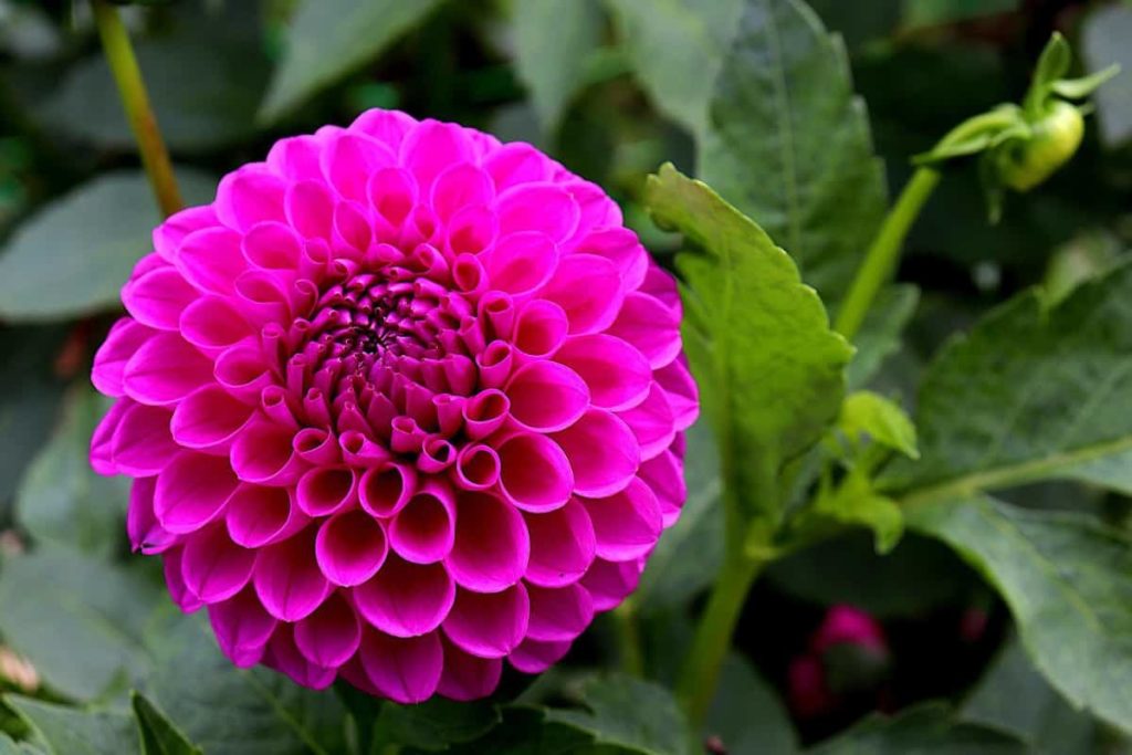 Beautiful Pink Dahlia Flower