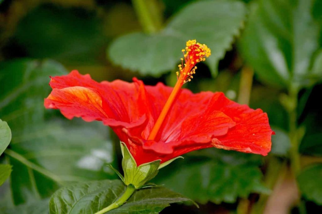 How to Prepare the Soil for Hibiscus Plants