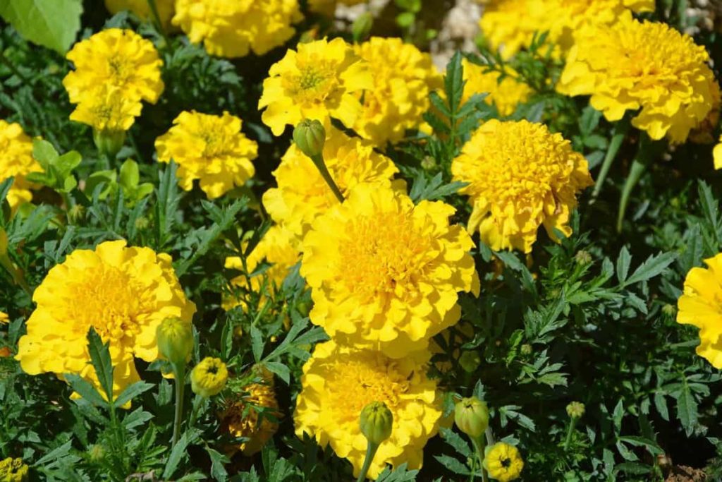 How to Prepare the Soil for Marigold Plants