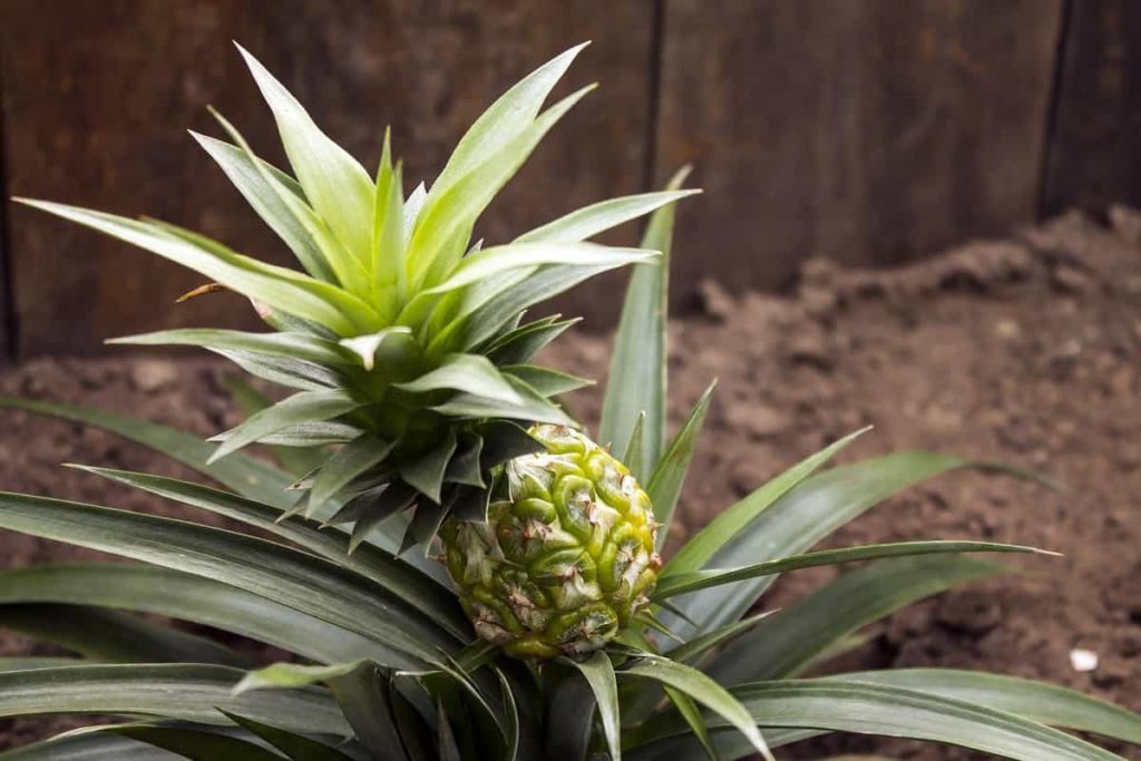 How to Prepare the Soil for Pineapple Plants
