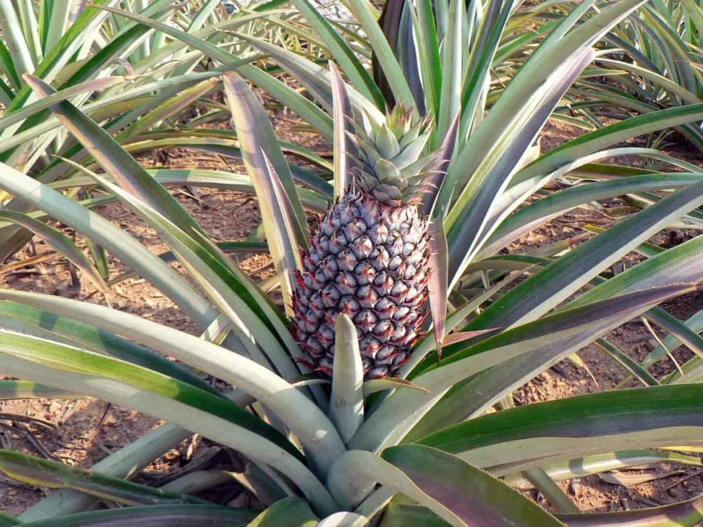 Pineapple Farming
