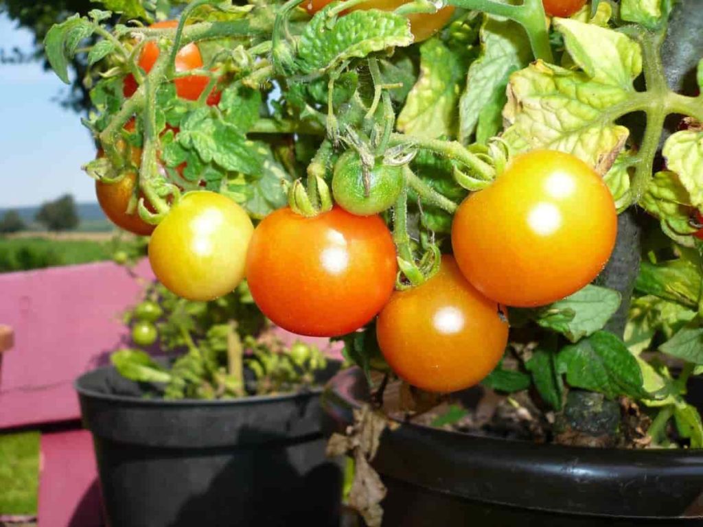 Growing Tomatoes in Terrace