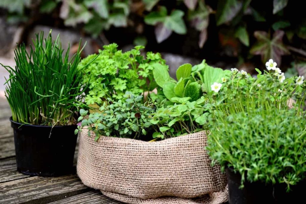 How to Start a Terrace Garden From Scratch in Hyderabad