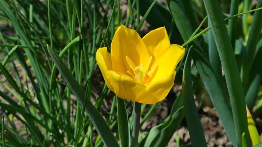 Yellow Tulip Garden