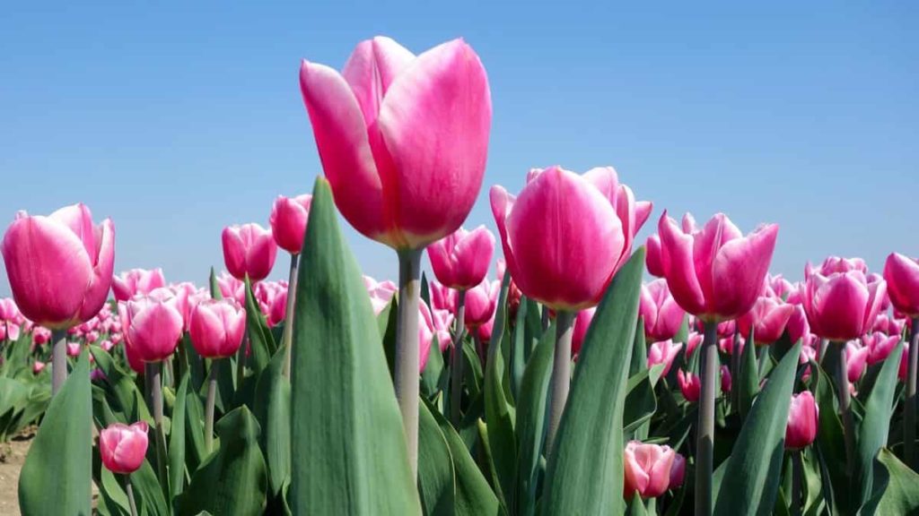 Pink Tulip Garden