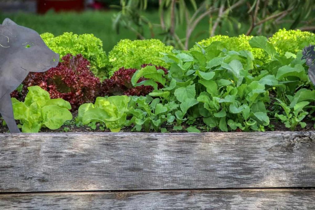 How to Build Raised Beds for Home Garden