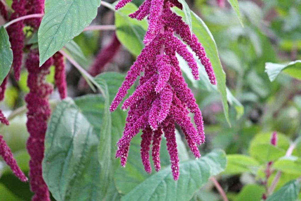 Grow Amaranth from Seed6