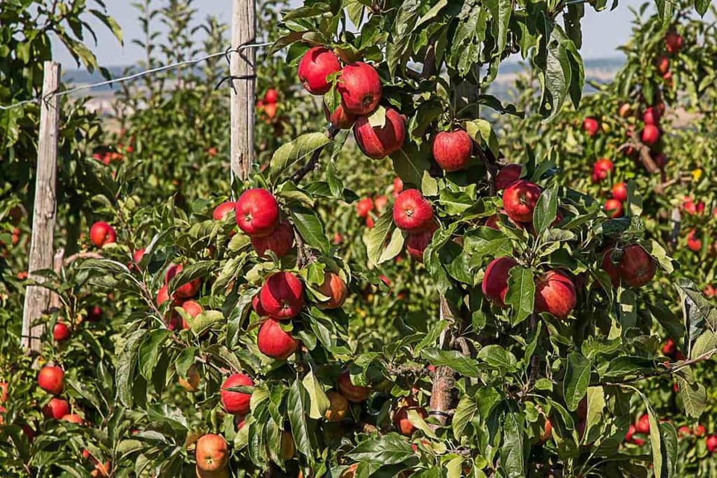How to Grow Apples for Beginners
