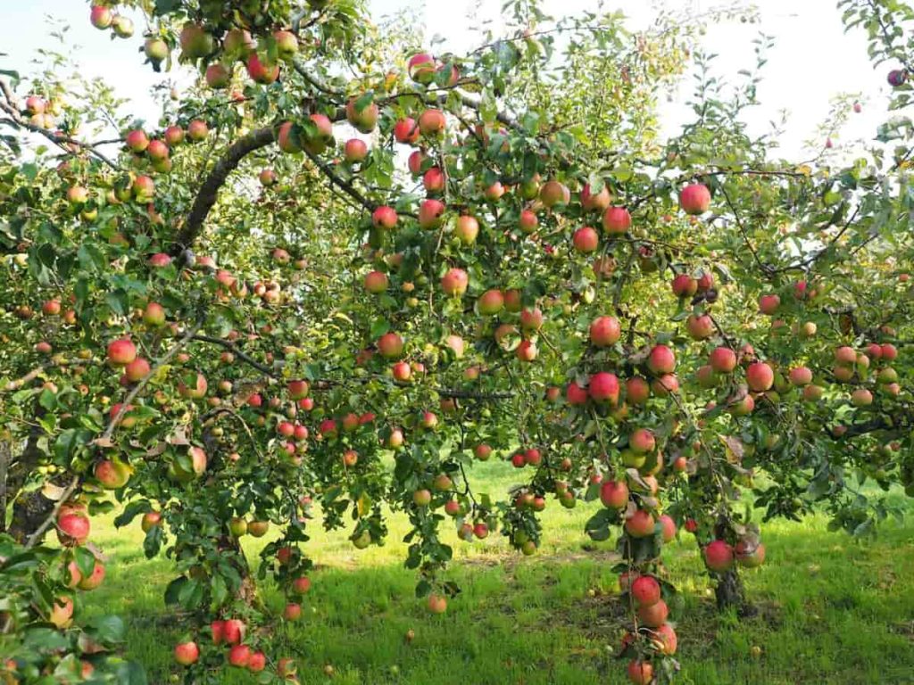 Apples Tree