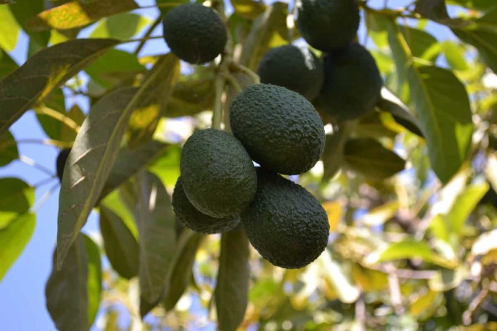 How to Grow Avocado from Seed to Harvest