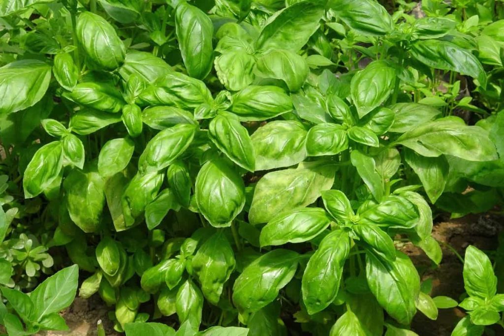 How to Grow Basil from Seed to Harvest
