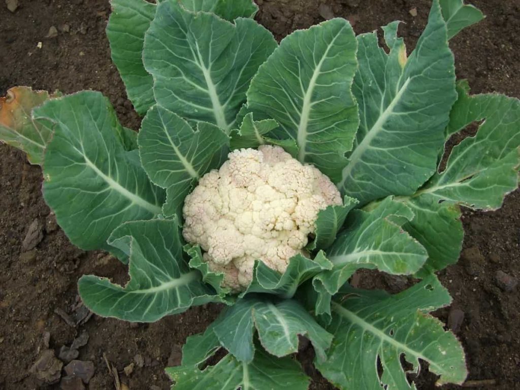 How to Grow Cauliflower from Seed to Harvest