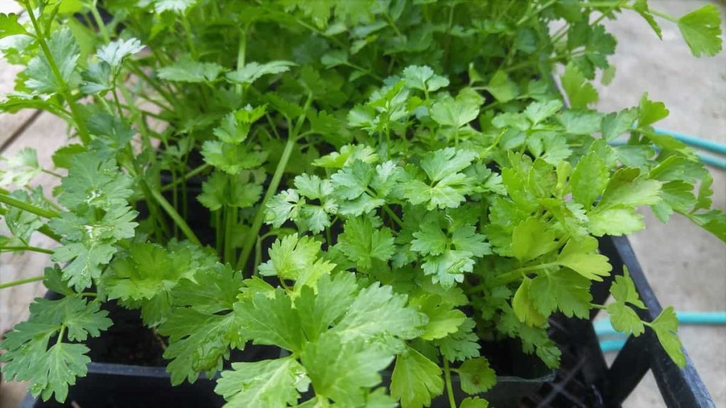 How to Coriander/Cilantro from Seed to Harvest