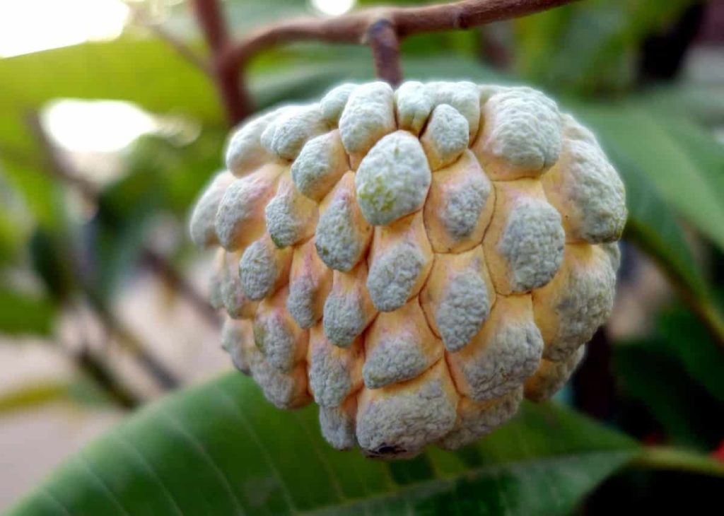 How to Grow Custard Apple/Sugar Apple from Seed to Harvest