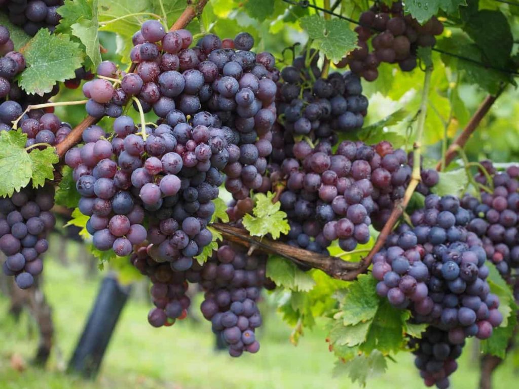 How to Grow Grapes from Seed to Harvest