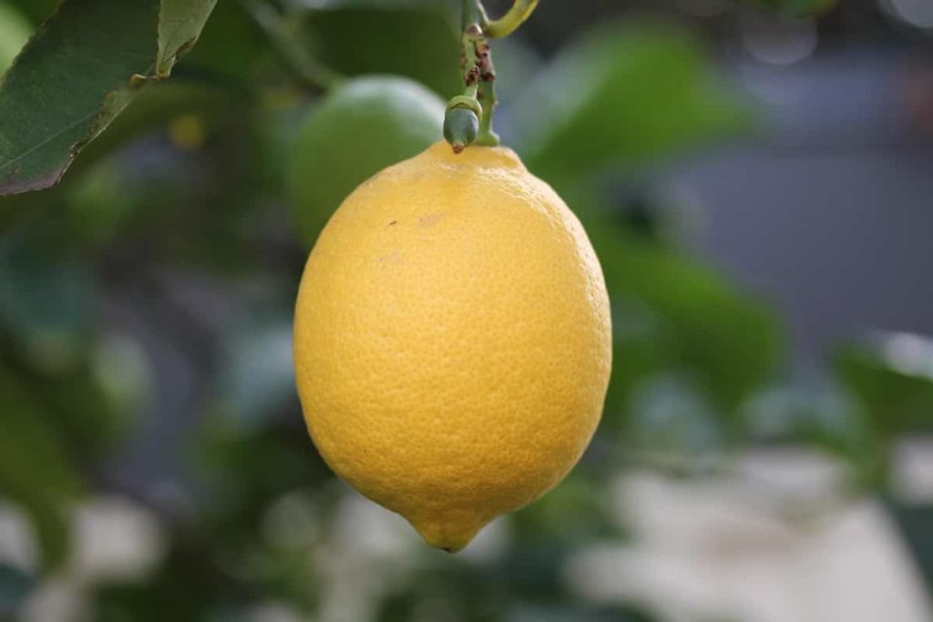 How to Grow Lemon from Seed to Harvest