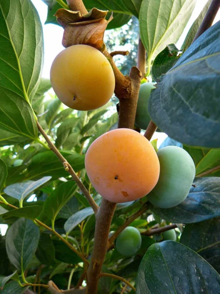 How to Grow Persimmon/Japani Phal from Seed to Harvest