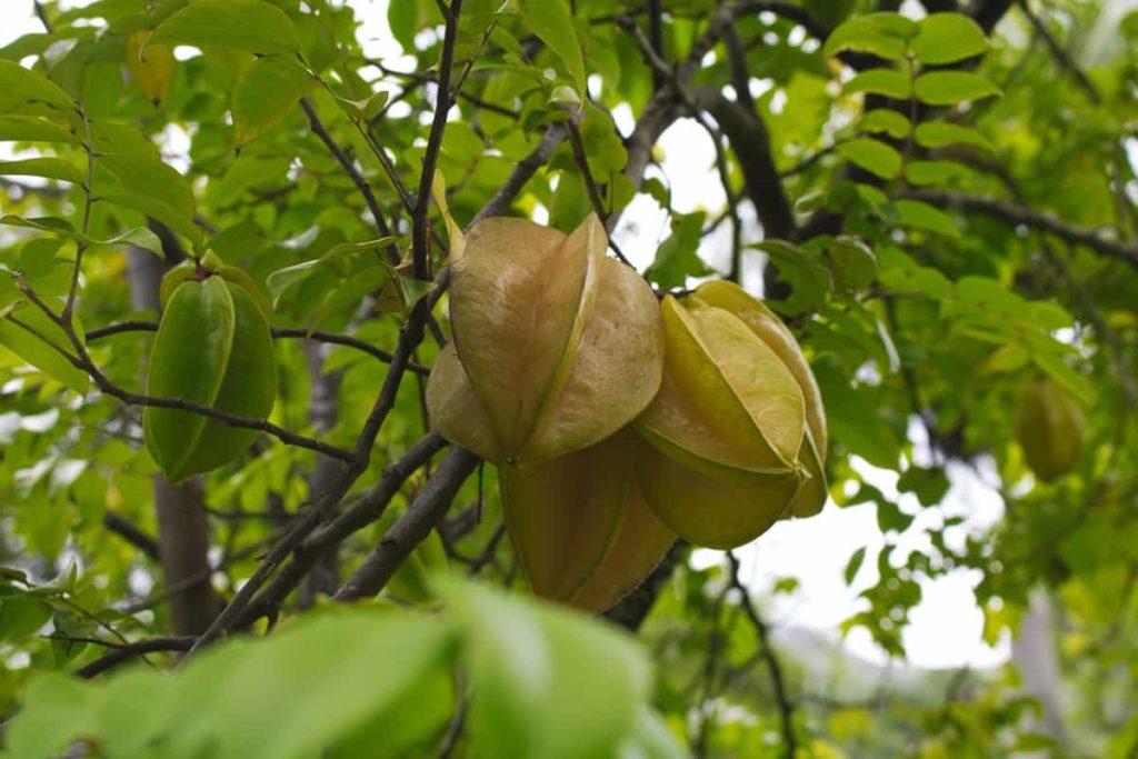 How to Grow Star Fruit/Carambola from Seed to Harvest