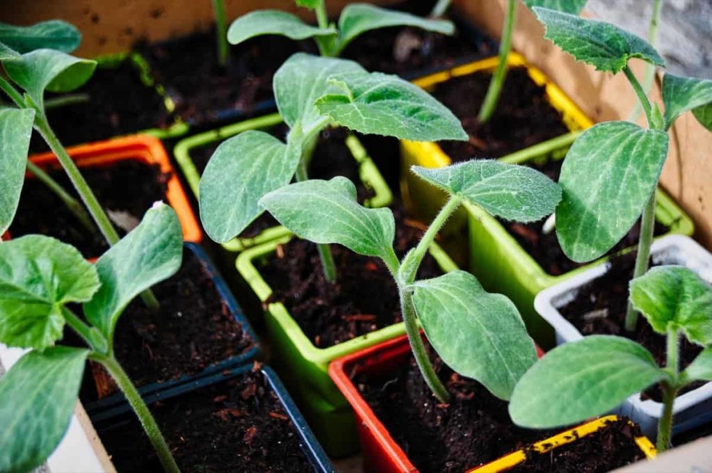 How to Grow Zucchini from Seed to Harvest