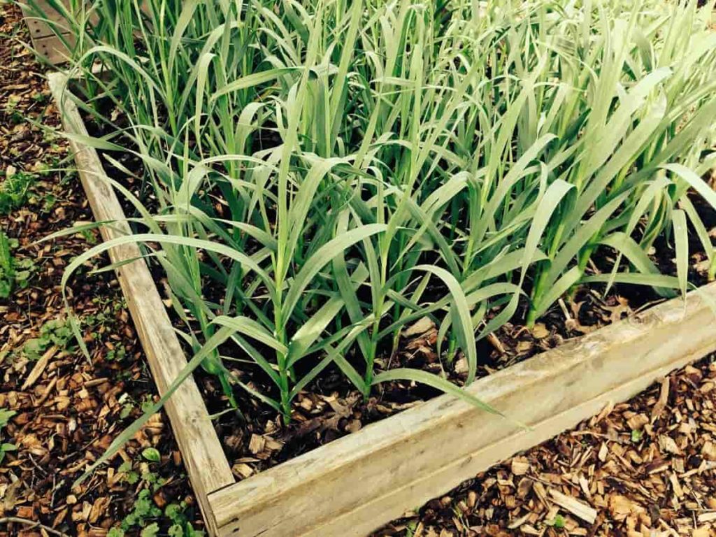 Growing Garlic from Seed to Harvest: A Detailed Guide for Beginners