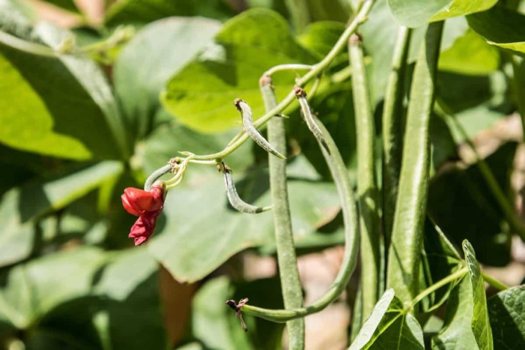 Green Beans Plant