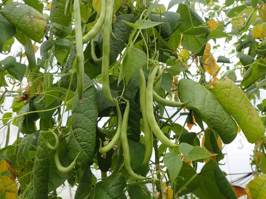 Green Beans Plantation
