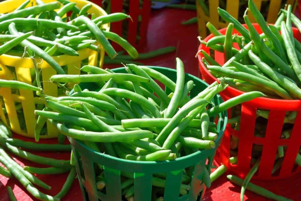 Green Beans Harvest