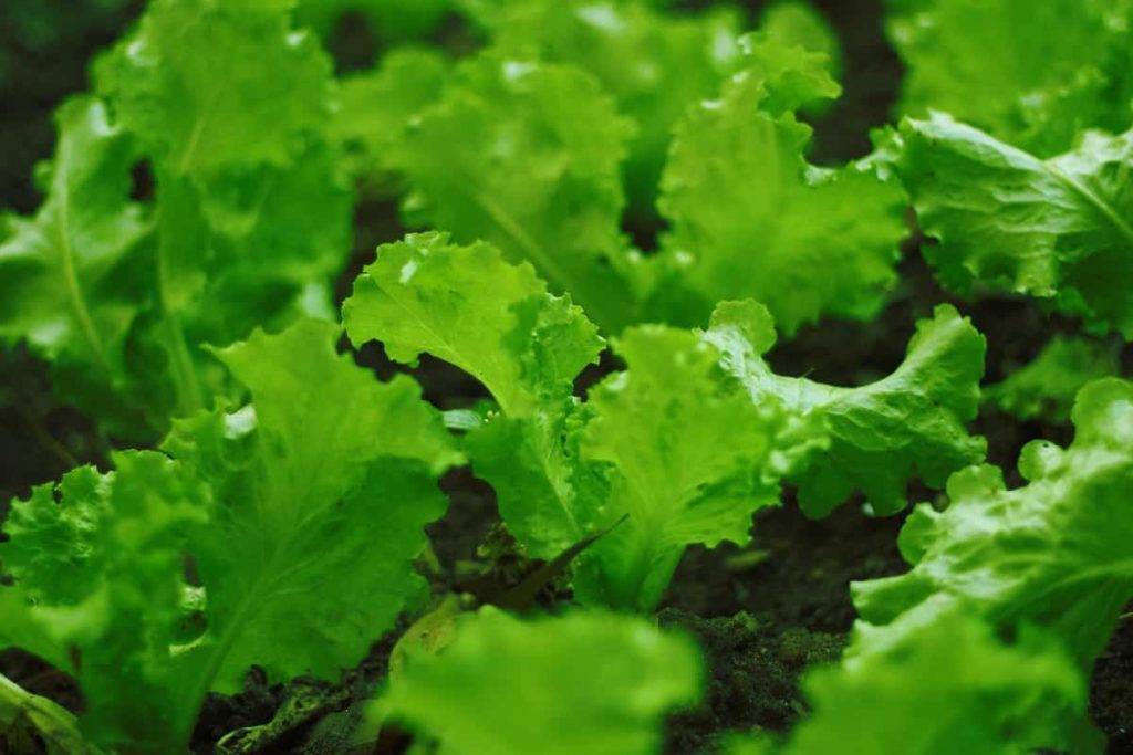 Lettuce Gardening
